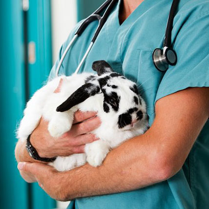 Medicina del coniglio